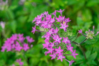 Picture of PINK PENTAS