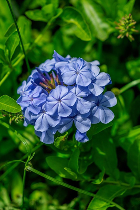 Picture of PLUMBAGO PLANT