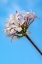 Picture of PLUMERIA