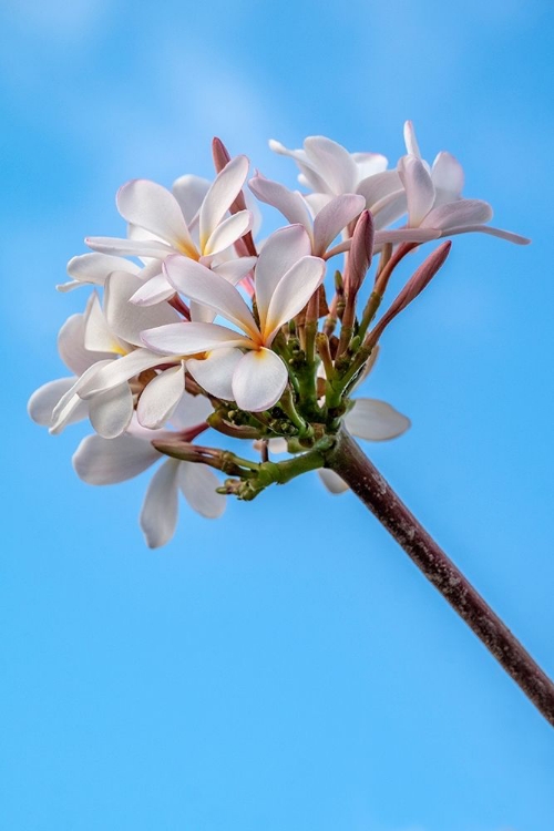 Picture of PLUMERIA