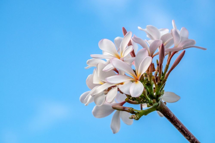 Picture of PLUMERIA