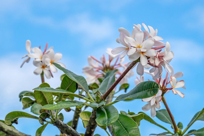 Picture of PLUMERIA