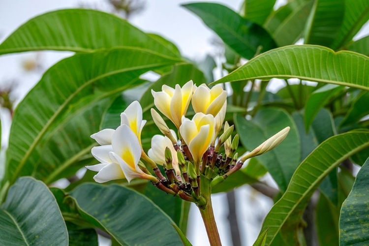 Picture of PLUMERIA