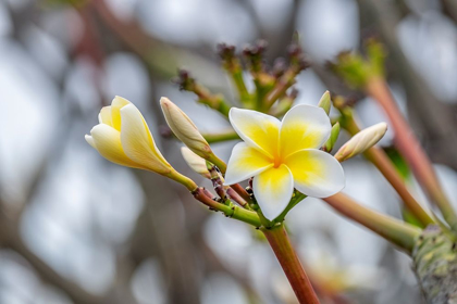 Picture of PLUMERIA