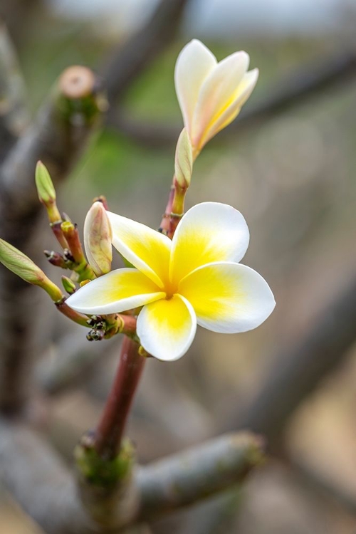 Picture of PLUMERIA