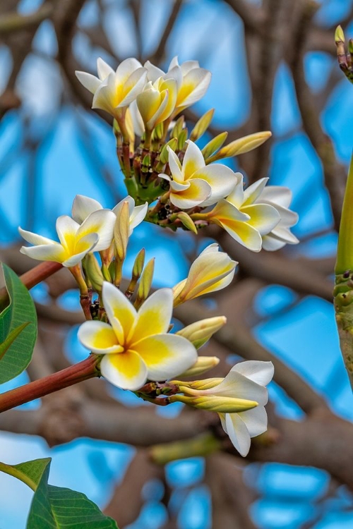 Picture of PLUMERIA