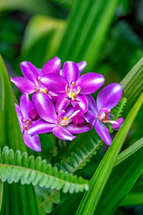 Picture of PURPLE ORCHID