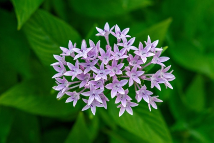 Picture of PURPLE PENTA FLOWER