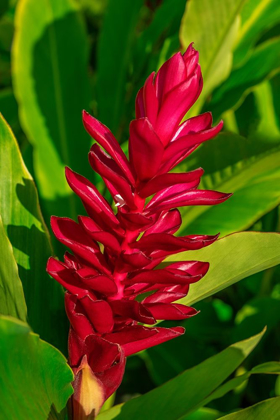 Picture of RED GINGER PLANT