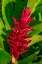 Picture of RED GINGER PLANT