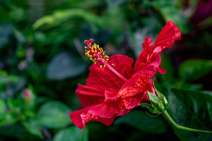 Picture of RED HIBISCUS