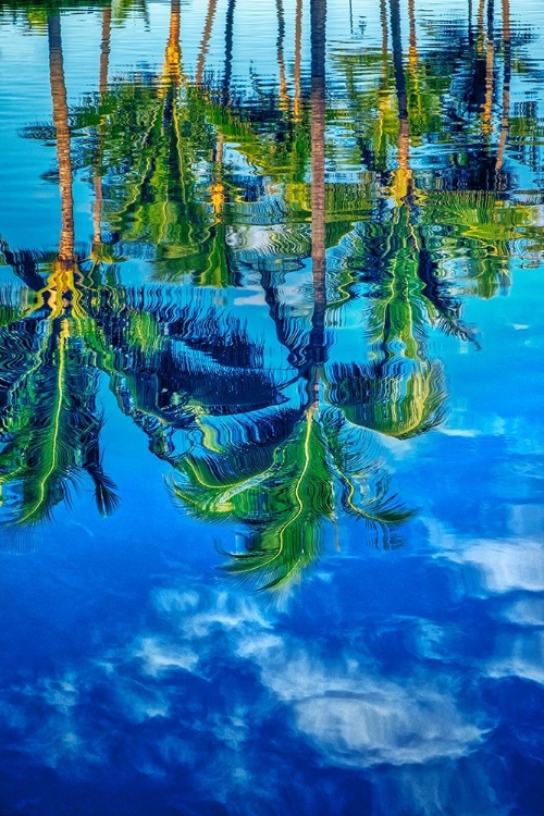 Picture of REFLECTION OF PALM TREES ON WATER