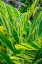 Picture of SHELL GINGER PLANT