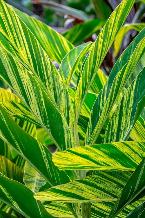 Picture of SHELL GINGER PLANT