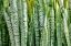 Picture of SNAKE PLANT-MOTHER-IN-LAWS TONGUE