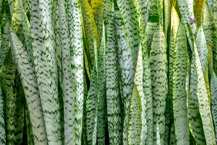 Picture of SNAKE PLANT-MOTHER-IN-LAWS TONGUE