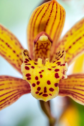 Picture of SPECKLED YELLOW ORCHID
