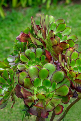 Picture of STONECROP PLANT