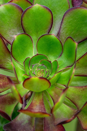 Picture of STONECROP PLANT