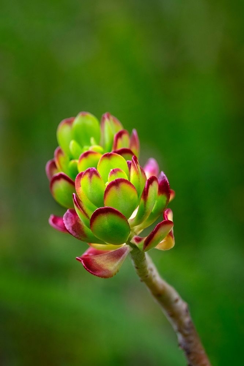 Picture of STONECROP-SEDUM