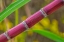 Picture of SUGAR CANE