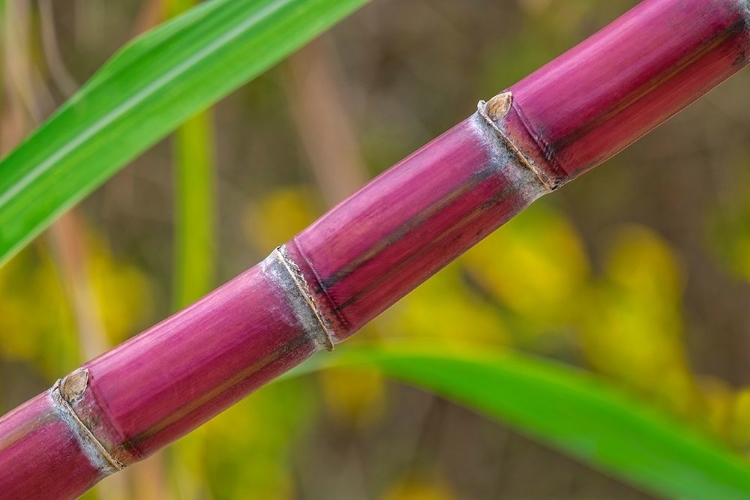 Picture of SUGAR CANE