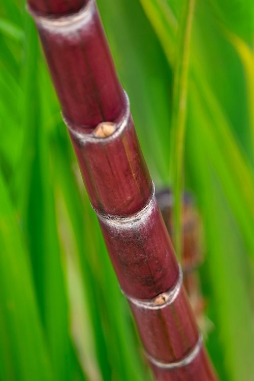 Picture of SUGAR CANE