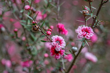 Picture of TEA TREE FLOWER