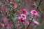 Picture of TEA TREE FLOWER