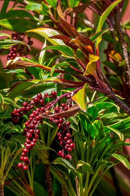 Picture of TI PLANT BERRIES