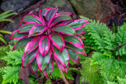 Picture of TI PLANT-CORDYLINE FRUTICOSA