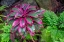 Picture of TI PLANT-CORDYLINE FRUTICOSA
