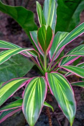 Picture of TI PLANT-CORDYLINE FRUTICOSA