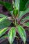 Picture of TI PLANT-CORDYLINE FRUTICOSA
