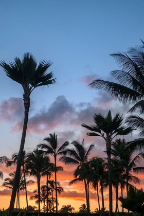 Picture of TROPICAL SUNSET