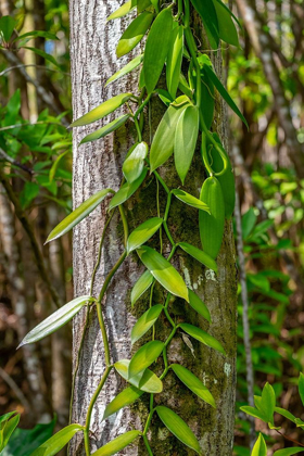 Picture of VANILLA ORCHID VINE