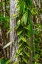 Picture of VANILLA ORCHID VINE