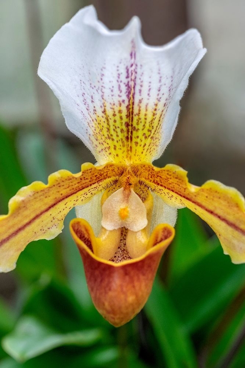 Picture of VENUS SLIPPER ORCHID