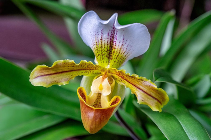 Picture of VENUS SLIPPER ORCHID