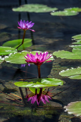 Picture of WATERLILIES IN POND