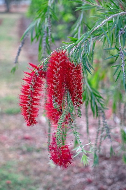 Picture of WEEPING BOTTLEBRUSH TREE FLOWERS