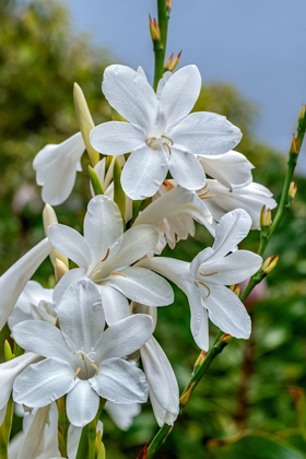Picture of WHITE GLADIOLUS