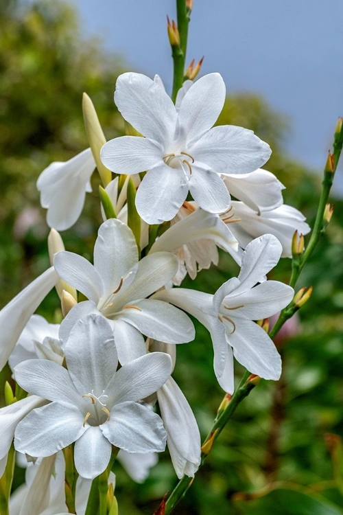 Picture of WHITE GLADIOLUS