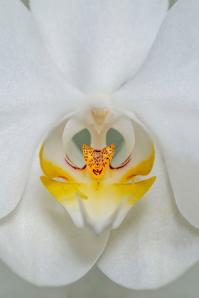 Picture of WHITE ORCHID
