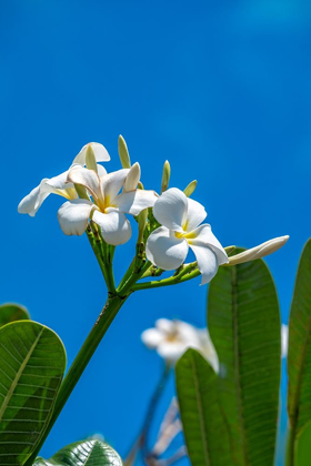 Picture of WHITE PLUMERIA