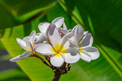 Picture of WHITE PLUMERIA