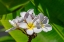 Picture of WHITE PLUMERIA