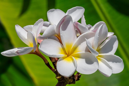 Picture of WHITE PLUMERIA