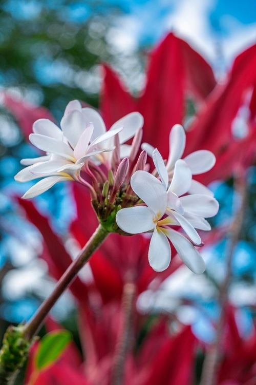 Picture of WHITE PLUMERIA