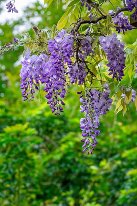 Picture of WISTERIA